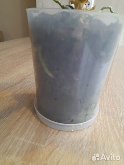 Продам орхидею