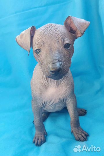 Ксолоитцкуинтли мини /медио