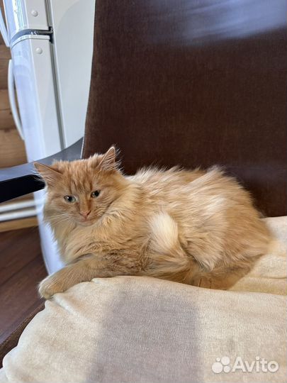 Котенок (котик) рыжий