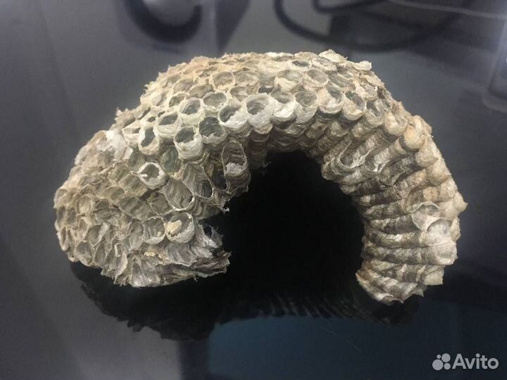 Осиное гнездо