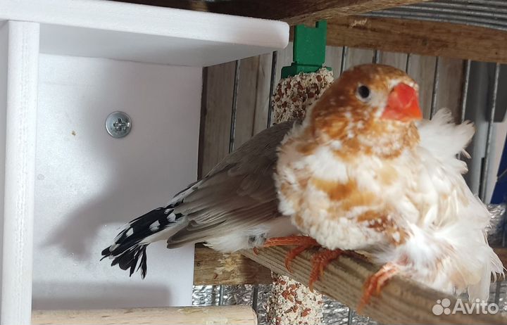 Зебровые амадины