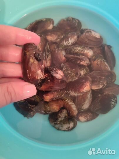 Мидия для аквариума