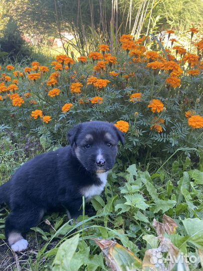 Отдам щенят