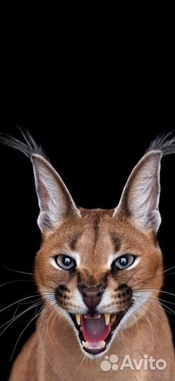 Ветеринарный врач на дом