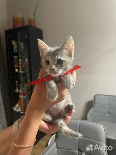 Кошка в дар