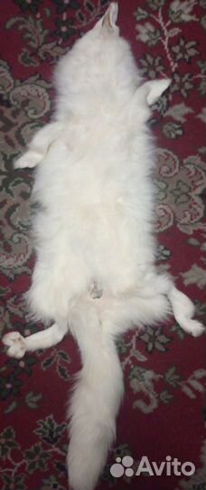 Выделанная шкурка песца