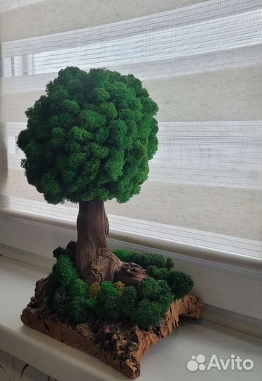 Бонсай Топиарий