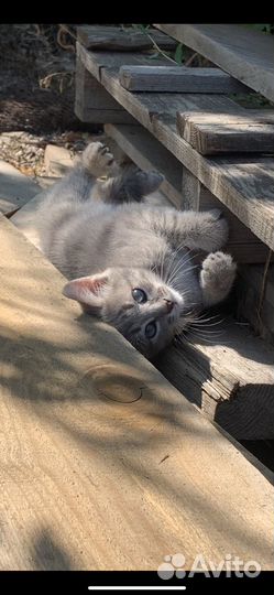 Котенок мальчик