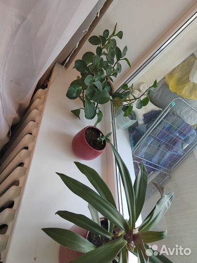 Комнатные растения Пеперомия, замиокулькас, рео