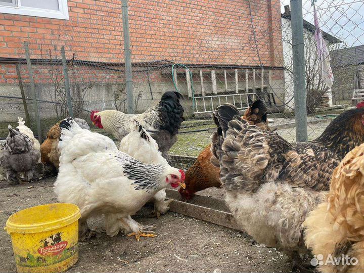 Инкубационное яйцо брама