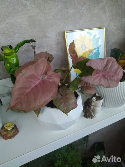 Сингониум Ред харт