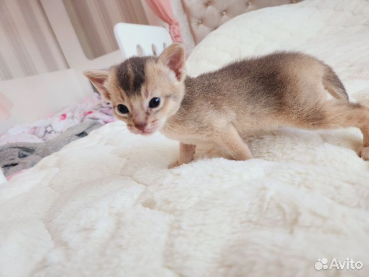 Продаются котята