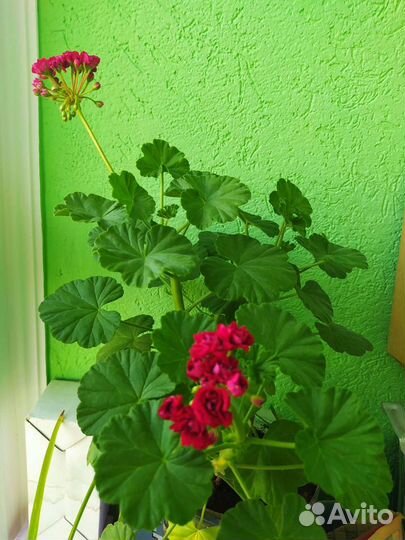 Пеларгония герань