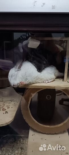 Передержка шиншилл