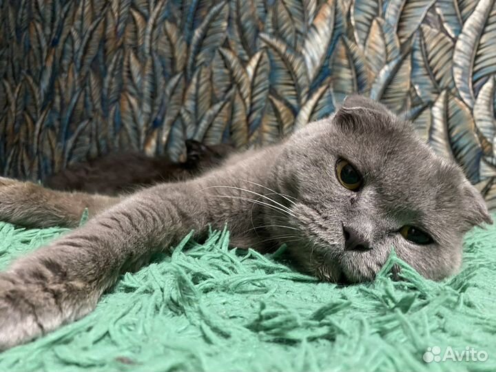 Кошка в дар