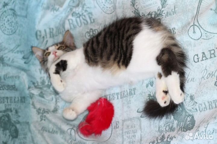 Котенок с нежным обликом и хулиганским поведением