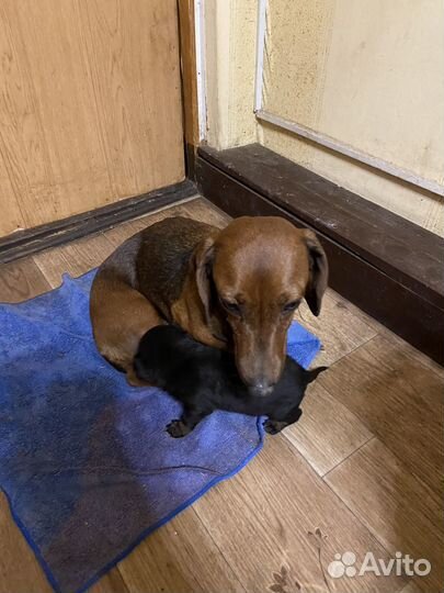 Щенки карликовой таксы