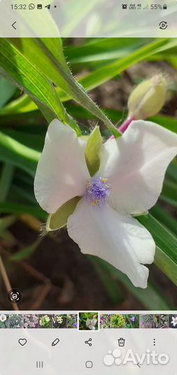 Традесканция садовая