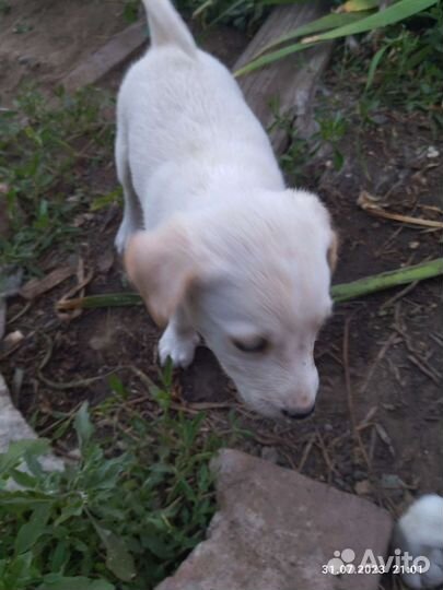 Собаки бесплатно в добрые руки щенки