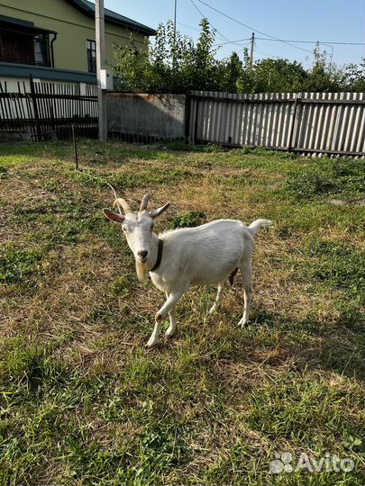 Продаю Козу
