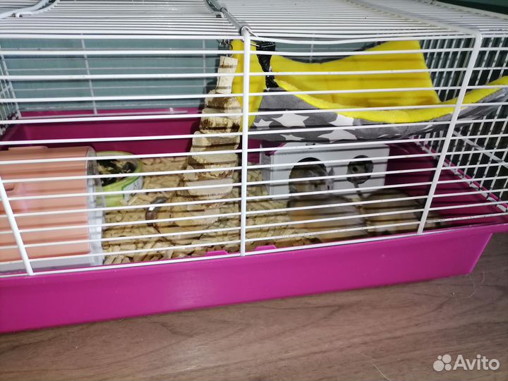 Иглистые мыши