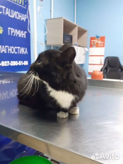 Стерилизованая ласковая красотка