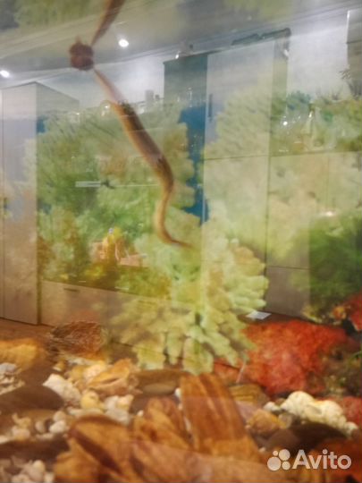 Аквариум с рыбками
