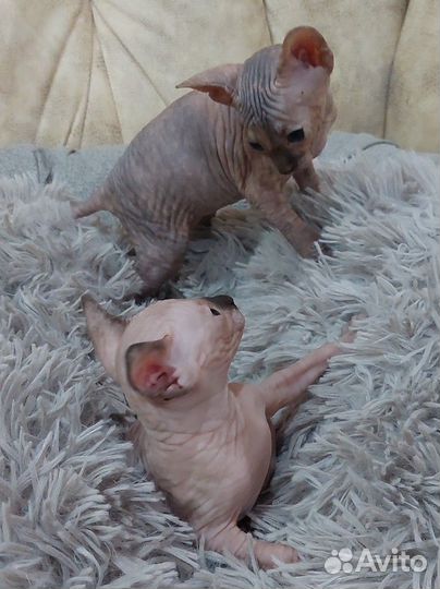 Канадский сфинкс