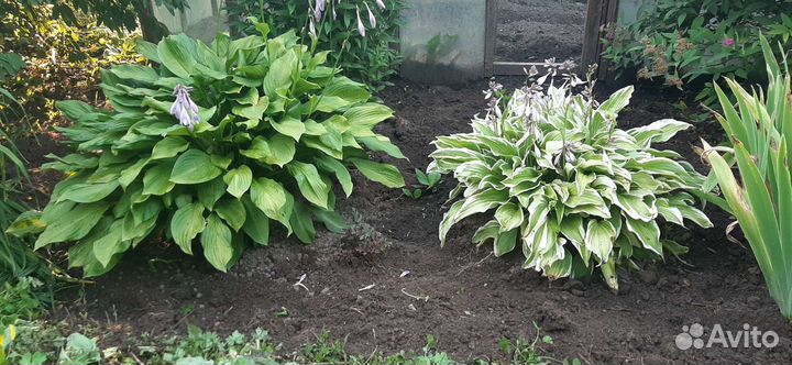 Жасмин, буквица, хосты, астильба, примула, нарцисс