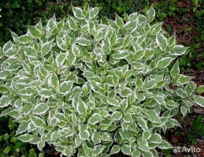 Спирея серая, дерен белый, лапчатка,будлея, калина