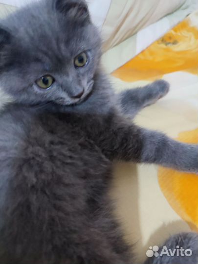 Британский котёнок