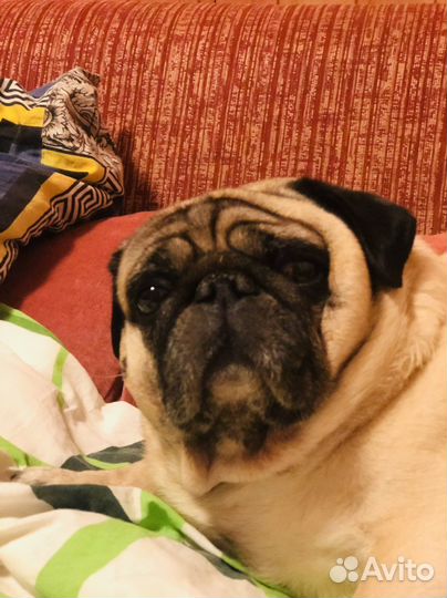 Мальчик мопс ищет порядочную девочку