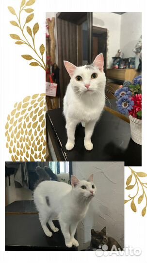 В добрые руки котик