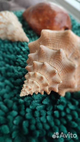 Морские ракушки раковины
