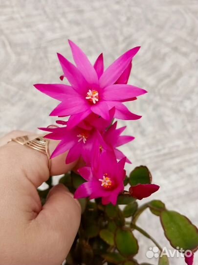 Рипсалидопсис (пасхальник) летний декабрист