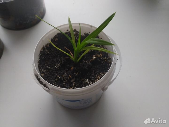 Панданус- винтовая пальма