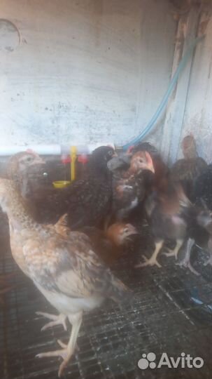 Цыплята, бройлеры, куры