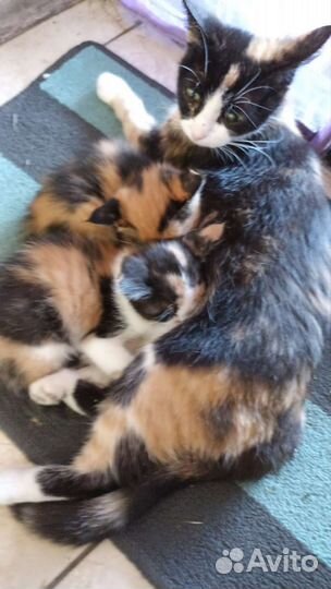 Кошки в добрые руки бесплатно