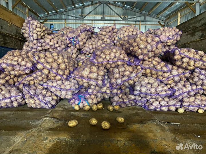 Продам картофель