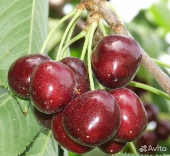 Саженцы плодовых и декоративных растений