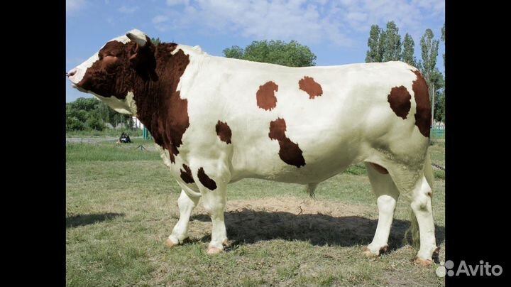 Телята бычки