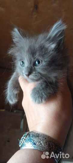 Котята курильского бобтейла