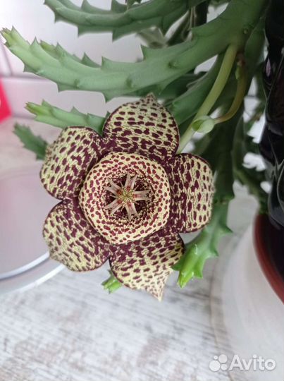 Стапелия, орбея вариегата