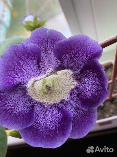 Детки Сортовых глоксиний