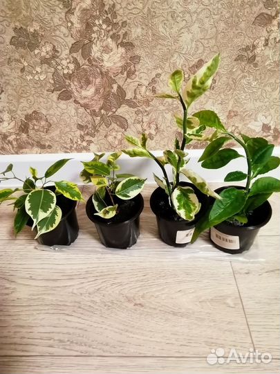 Комнатные цветы