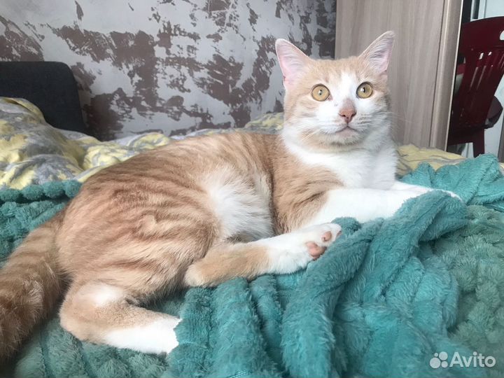 Кот, котик в дар (в добрые руки)