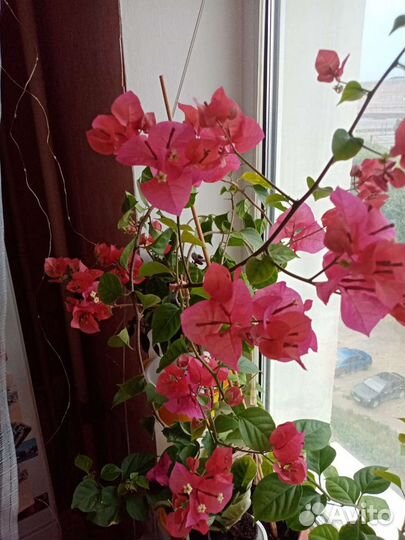 Бугенвиллия красная Продаются отростки