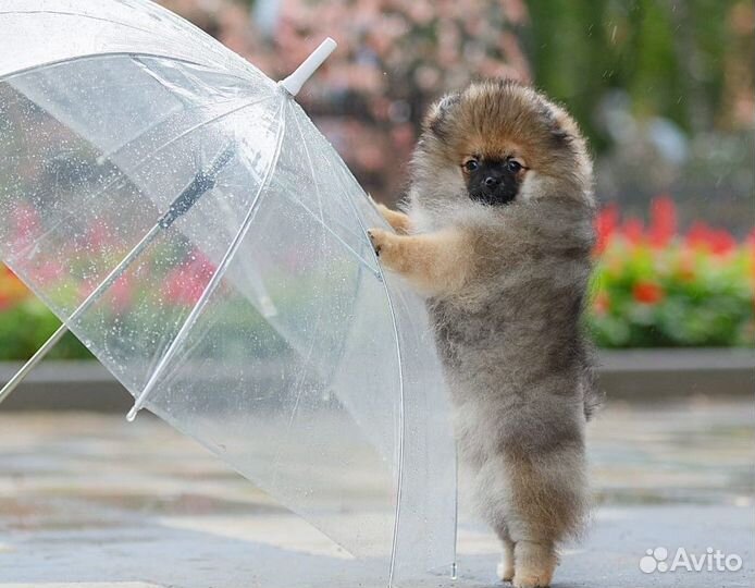 Щенок Померанский шпиц девочка