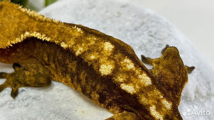 Самка бананоеда 1,5 г