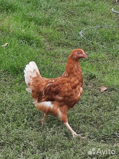 Куры молодые